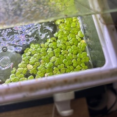 浮き水草の画像