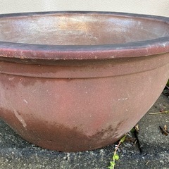 信楽焼睡蓮鉢の画像