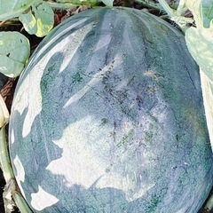 【沢山の問い合わせありがとうございました😊】スイカ（赤色）🍉の画像