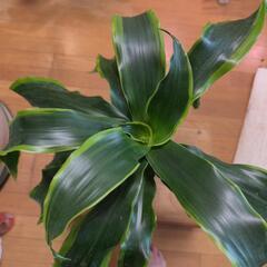 観葉植物 ドラセナ•ドラドの画像