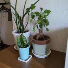 観葉植物　まとめて❢の画像
