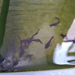 めだか100匹の画像