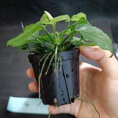 【水槽関連】アヌビアス　ジェイド④の画像
