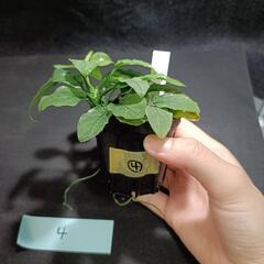【水槽関連】アヌビアス　ジェイド④の画像
