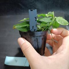 【水槽関連】アヌビアス　ジェイド④の画像