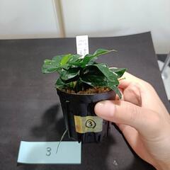 【水槽関連】アヌビアス　ペッチー③の画像