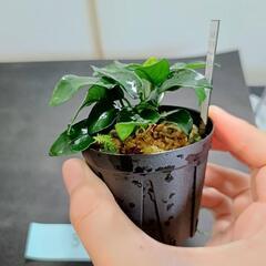 【水槽関連】アヌビアス　ペッチー③の画像