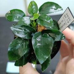 【水槽関連】アヌビアス　ペッチー③の画像