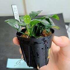 【水槽関連】アヌビアス　ペッチー③の画像