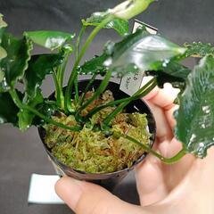 【水槽関連】アヌビアス　キリン②の画像