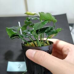 【水槽関連】アヌビアス　キリン②の画像