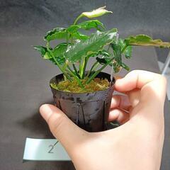 【水槽関連】アヌビアス　キリン②の画像
