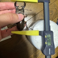 最高級！三重県産特大極太ミヤマ69.8㎜
ペアの画像