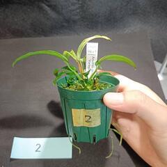 【水槽関連】アヌビアス　グラブラ②の画像
