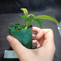 【水槽関連】アヌビアス　グラブラ②の画像