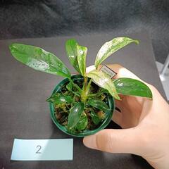 【水槽関連】アヌビアス　グラブラ②の画像