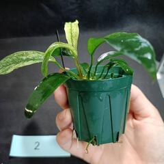 【水槽関連】アヌビアス　グラブラ②の画像