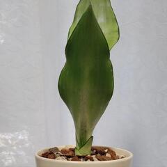 サンスベリアムーンシャインの画像