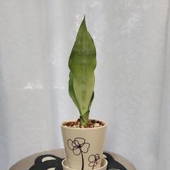サンスベリアムーンシャインの画像