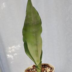サンスベリアムーンシャインの画像
