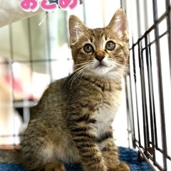 可愛い姉妹子猫
