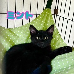 可愛い黒猫のミント
