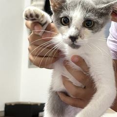 里親さん募集中