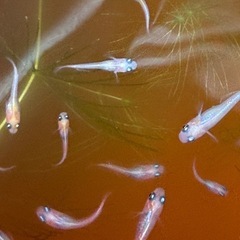 ミックスめだか6匹の画像