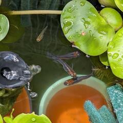 漁火メダカの【産卵床】差し上げます😊の画像