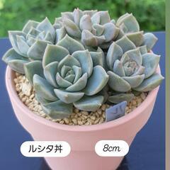 多肉植物の画像