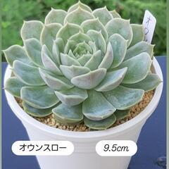 多肉植物の画像