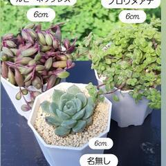 多肉植物の画像