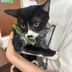 【保護猫】生後2ヶ月子猫の里親さん募集中‼️ディーくん男の子