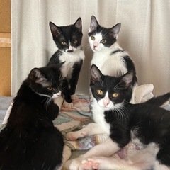 【保護猫】4兄妹の黒白ハチワレ‼️ディーくん男の子