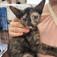 【保護猫】生後2ヶ月子猫の里親さん募集中‼️モカちゃん女の子