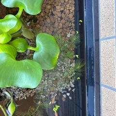 楊貴妃メダカの画像