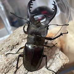 山口産WD　ミヤマクワガタ・ヒラタクワガタ♂の画像