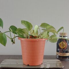 斑入りポトス　１鉢100円の画像