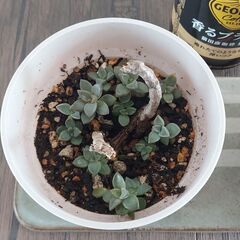 ☆多肉植物　１鉢100円の画像