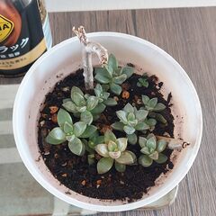 ☆多肉植物　１鉢100円の画像