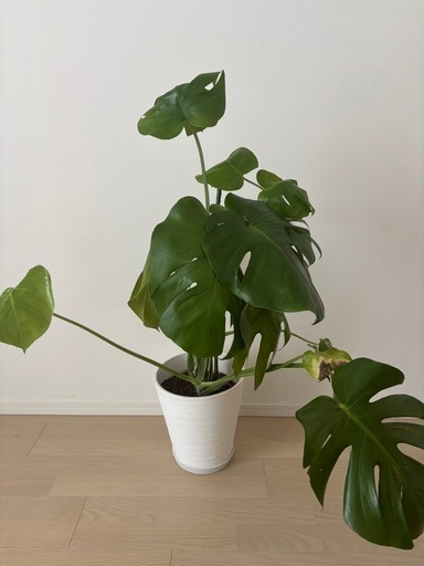 モンステラ　観葉植物　大型