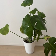 モンステラ　観葉植物　大型の画像