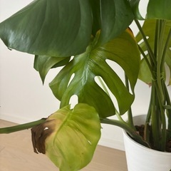 モンステラ　観葉植物　大型の画像