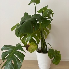 モンステラ　観葉植物　大型の画像