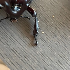 山口産WD　カブトムシ♂5♀2の画像