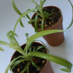 観葉植物（5）の画像