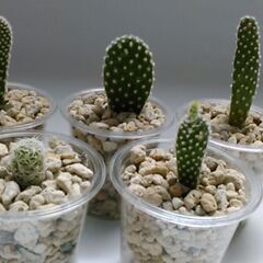 観葉植物（5）の画像