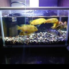 【商談成立】水槽セット30cm(成魚３匹も希望ならお譲りできます)の画像