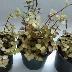 観葉植物（5）の画像