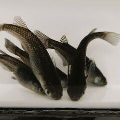No.92【②オロチメダカ　稚魚 10匹 100円】の画像